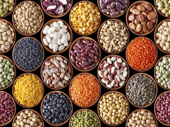 Oilseeds & Seeds
